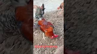 My Hean farming new videohean funnyanimal cute [upl. by Aivin]