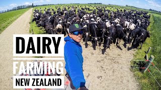 DAIRY FARMING IN NEW ZEALAND  GOPRO [upl. by Fridlund]