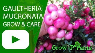 Gaultheria mucronata – grow care amp harvest Edible fruits [upl. by Fanning]