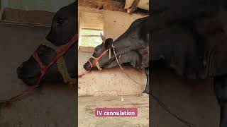 Direct IV administration in jugular vein in a Holstein cowintravenous calcium in jugular vein [upl. by Jb]