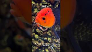 Goldfish Aquarium  Oranda Goldfish  Goldfish Varieties  Blessings Aquarium goldfish [upl. by Leasim]