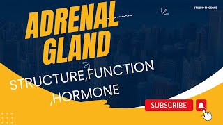 Adrenal GlandAdrenaline Noradrenaline HormoneGlucocorticoid Mineralocorticoid Androgen [upl. by Hinkle18]