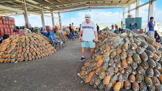 ABACAXI DE 080 SÓ NORDESTE E TOME FARTURA BRASIL [upl. by Shulock418]