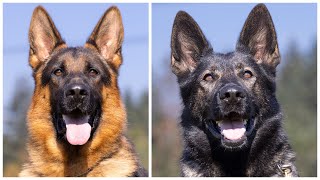 Show Line VS Working Line German Shepherds [upl. by Rillings]