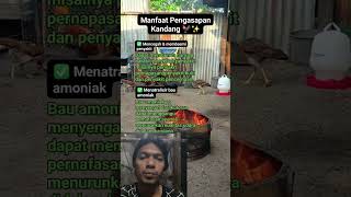 Manfaat pengasapan pada kandang ternak manfaatpengasapanpadakandangternak kandangternakpinggiran [upl. by Vyner730]