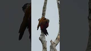 Common Flameback Woodpecker male  morning preen [upl. by Donica]