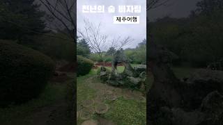 천년의 숲 비자림 제주여행 휴양림 산림욕장 제주 제주시 구좌읍 비자숲길 55미애언니 전미애가간다 [upl. by Marala851]