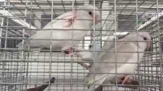 Parrotlets For Sale by Rare Parrotlet Breeders  Call 352 9425710 [upl. by Wojcik947]