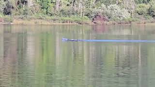 Loons on the local trout pond [upl. by Tabbitha418]