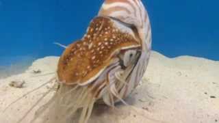 Chambered Nautilus Eating Krill [upl. by Garwin]