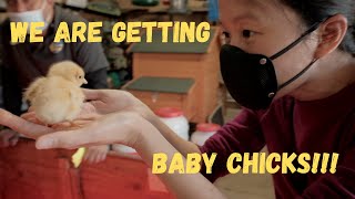 How to Get Started on Raising Chicks  DIY Brooder amp Trip to Local Feed Store [upl. by Assilram]