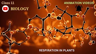 CBSE Class 11  Biology  Respiration in Plants  Animation  in English [upl. by Ttemme]