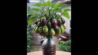 New way to grow brinjal plant  shorts farming [upl. by Attolrac587]