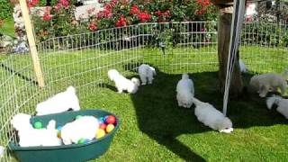 Bichon Frisé  Puppies 9 Weeks [upl. by Enaamuj434]