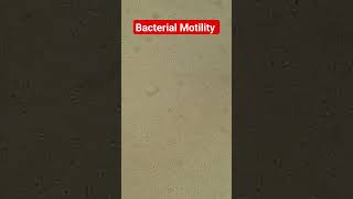 Bacterial Motility I Flagellated Bacteria [upl. by Herrera]