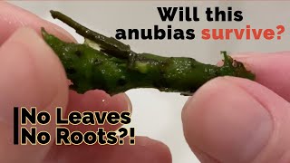 What happened to my anubias story time [upl. by Tirrag508]