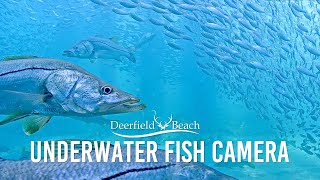 Underwater Camera  Deerfield Beach Florida [upl. by Kubis723]