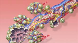 Difference Between Alveoli and Alveolar Sac [upl. by Ahsilrae]