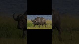 Buffalo Sound effect wildanimalssounds animalsounds animals animalsouds soundofanimals [upl. by Talanta]