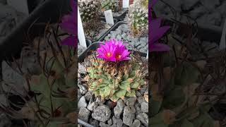 Crazy how fast Turbinicarpus reacts to some water 💦🤩 [upl. by Kenwrick269]