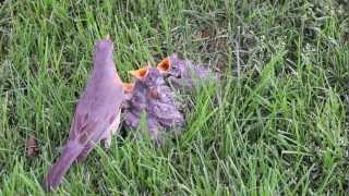 Baby Birds Found in Grass  Rescued [upl. by Aneekan]