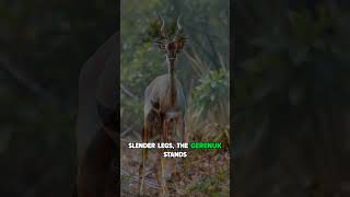 Gerenuk – The Giraffe Antelope shortvideos viralreels viralvideo animals [upl. by Piefer]