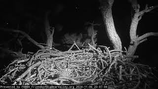 Big Bear Bald Eagles 11062024 2254 [upl. by Mlohsihc]