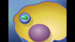 Endocytosis and Exocytosis HD Animation [upl. by Robby87]