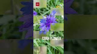 Corn Flower  Centaurea Cyanus shorts plants gardening cornflower 2024 [upl. by Ames]