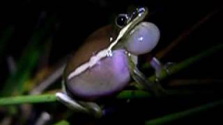 Green Treefrog Hyla cinerea calling [upl. by Anived378]