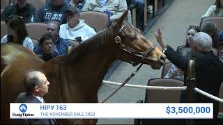 Nest Soars to 6000000 at The November Sale 2023 Fasig Tipton Auction Highlights [upl. by Nnauol]