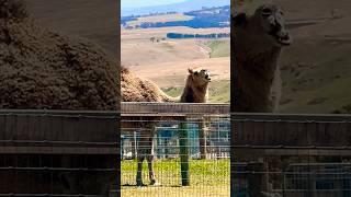 camel naturejust saying that if you dontlike it then dont try to get closer camelback [upl. by Laaspere]