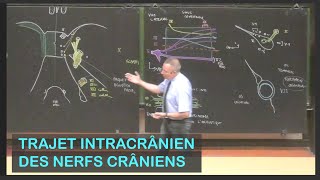 Anatomie du trajet intracrânien des nerfs crâniens Neuroanatomie 15 [upl. by Ailee]