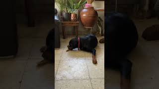 Growling dog shorts doglover puppy dog dogs puppies funny rottweiler funnyvideo [upl. by Maida]