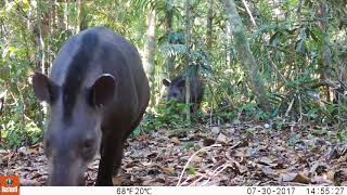 Tapir y su cría Tapirus terrestris [upl. by Roht]