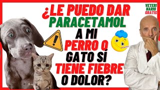 ⚠️ ¿LE PUEDO DAR PARACETAMOL A MI PERRO O GATO SI TIENE FIEBRE o DOLOR ⚠️ [upl. by Jamin]