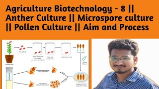 Ag Biotechnology  8  Anther Culture  Microspore culture  Pollen Culture  Aim and Process [upl. by Ragucci]