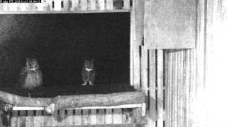 Wild Pair of Great Horned Owls Hooting [upl. by Grindlay692]