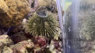 Sea urchin wearing hat and playing with bubbles [upl. by Ayekam]