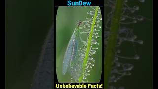 Sundew Unbelievable Facts You Never Knew [upl. by Matthews]