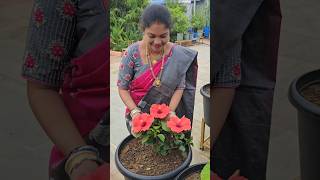 Flowers in my garden birthday flowers mygarden shortvideo ytshorts gardening flower [upl. by Inail]