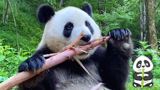 Giant Panda Eating Bamboo ASMR [upl. by Eri]