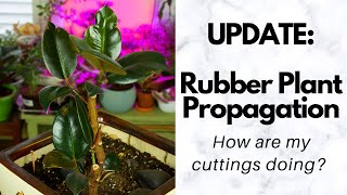 UPDATE Rubber Plant Propagation How are my cuttings 3 months later  DRUNKEN HOMEMAKER 🌱🌿☘️🌵 [upl. by Aglo]