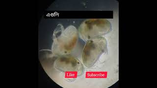 Zooplankton Under microscope [upl. by Ydnir]