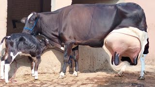 chalasthani Jersey friesian cross cow 0302402969518 November 2024 [upl. by Cheyney]