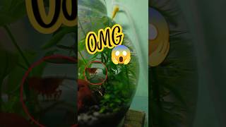 Mini SHRIMP in a FISH BOWL 🦐 Cute Pets Swimming in Circles fish fishtank [upl. by Atikihc]