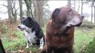 Pupper wild camp Gibbs Island Strangford Lough [upl. by Kellby250]