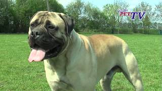 Bullmastiff Informationen zur Rasse [upl. by Ettennat]