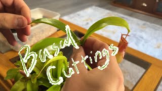 Giving Nepenthes Basal Cuttings a Shot [upl. by Arreik]