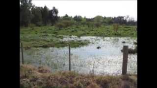 Peces de agua dulce Uruguay San Jose Cynolebias [upl. by Tekla]